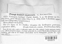 Uromyces pisi-sativi image